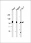 MET/HGFR Antibody